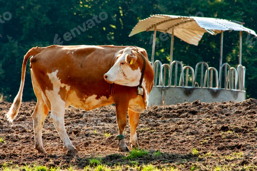 Preview: Cow grazing on a mountain pasture
