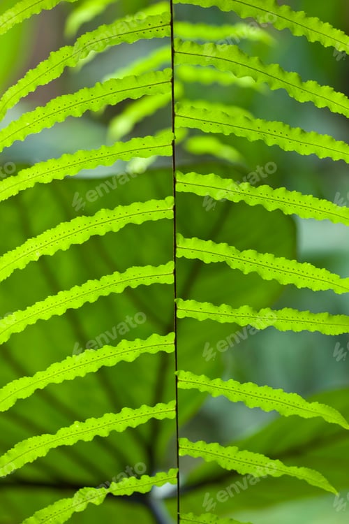 Vista previa: Branches of a plant