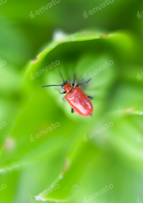 Preview: Lily beetle red on a green bud, close-up, selective focus