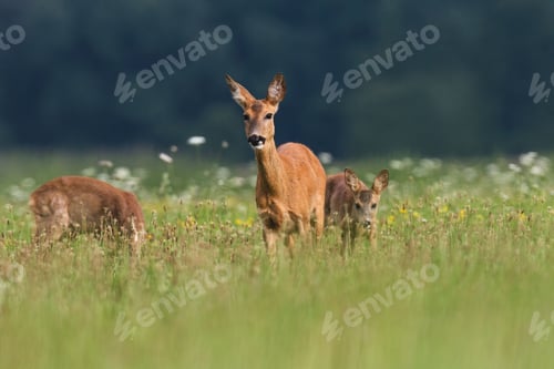 Preview: Deer grazing in a meadow