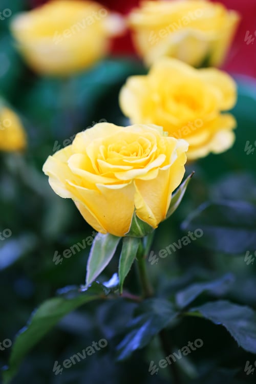 Preview: Yellow rose flower closeup