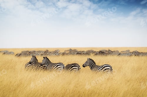 Preview: Herd of zebra in tall grass of Kenya Africa