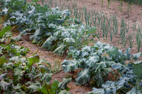 Preview: Joint cultivation of friendly vegetable crops. Beets, cabbage, onions nearby