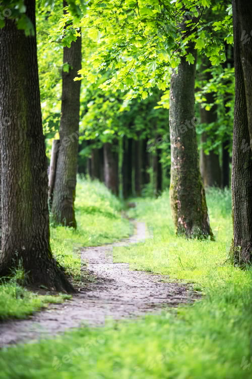 Preview: Path in the spring park