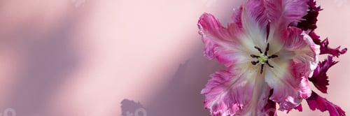 Preview: Bunch of Parrot Style Tulips