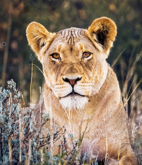 Preview: A Beautiful wildlife in the World