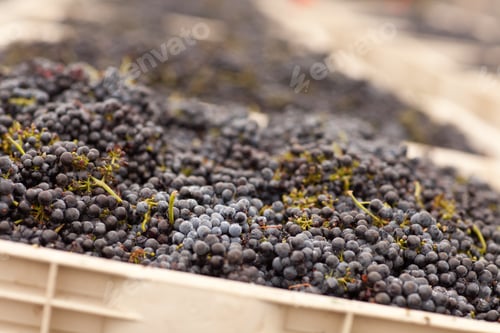 Preview: Lush Harvested Red Wine Grapes in Crates.