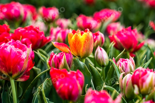 Preview: Colourful tulip fields, captured in The Netherlands during Spring season