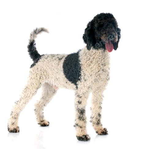 Preview: Portuguese Water Dog