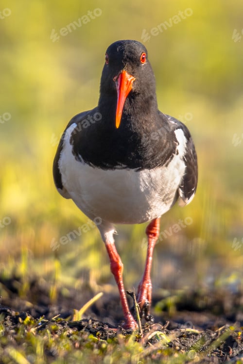 Preview: Pied Oystercatcher walking frontal