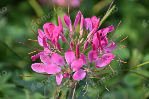 Preview: cleome spinosa or spider flower in bright pink