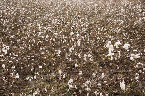 Preview: Cotton field white with ripe cotton ready for harvesting, India