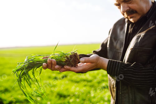 Preview: Young green wheat sprout in the hands of a farmer. Agriculture, gardening or ecology concept.