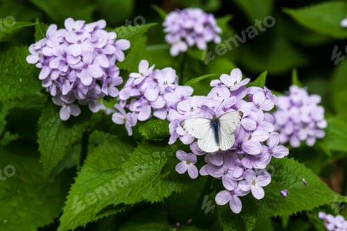 Preview: Close up view of a white butterfly