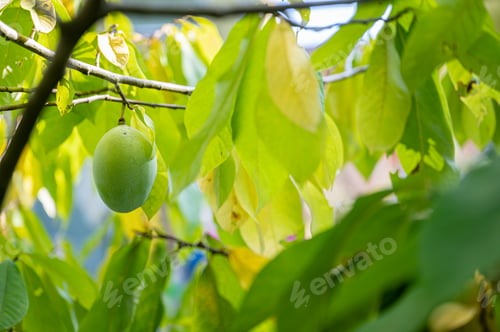 Preview: Ripening asimina fruit growing on a paw paw tree with beautiful green leaves