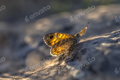 Preview: Wall Brown (Lasiommata megera) on rock in backlight, Cevennes, France