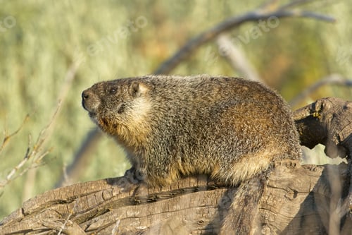 Preview: Marmot soaks in the morning sun.