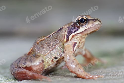 Preview: Closeup of a subadult European common brown frog , Rana temporaria in the garden