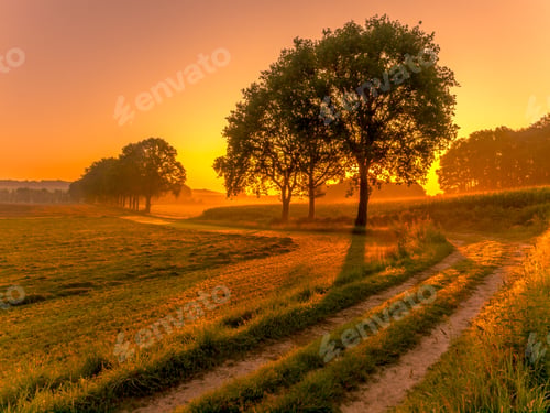 Preview: Row of trees at sunrise