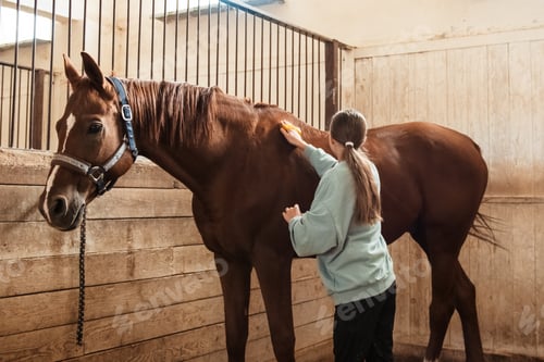 Preview: Girl grooming a chestnut horse. Teen girl takes care of a horse, cleans it with a brush