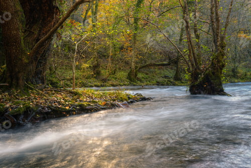 Preview: Delicious Golden Reflections in the Stream of a River