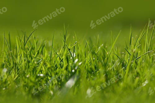 Preview: Close up fresh green spring grass background