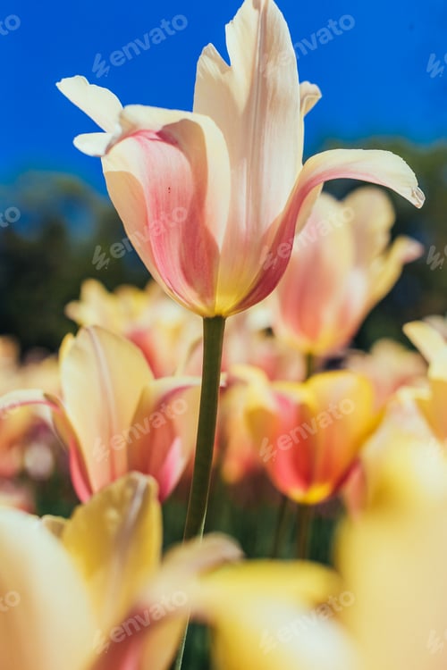 Preview: colorful tulips, tulips in spring