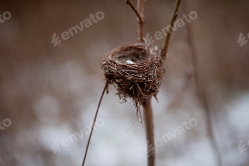 Preview: Tiny little birds nest in the beginning of spring