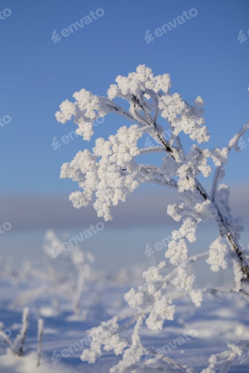 Preview: Frost-covered branch of a lonely weed in a winter snowy field