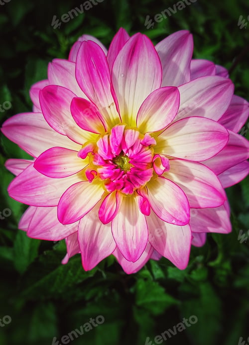Preview: Macro pink dahlia