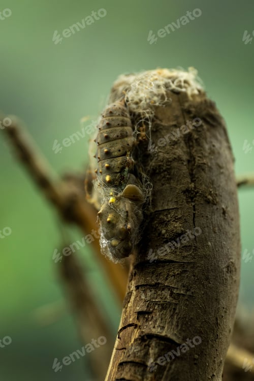 Preview: Macro of a chrysalis perched on a tree branch, about to turn into a butterfly or a moth