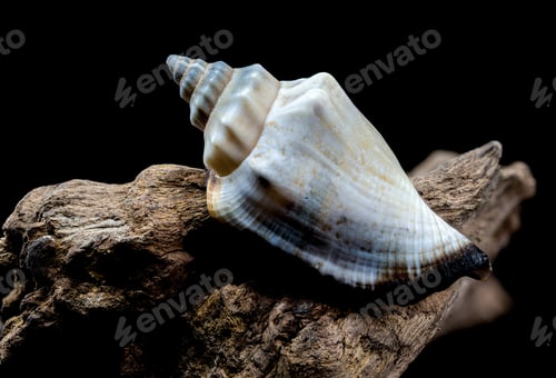 Preview: Canarium urceus shell on driftwood macro black background