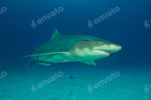 Preview: Underwater portrait of lemon shark, Tiger Beach, Bahamas
