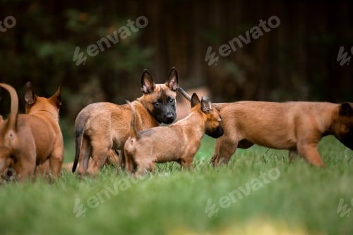 Preview: Belgian Shepherd Malinois puppies. Dog litter. Working dog kennel. Cute little puppies playing outdo