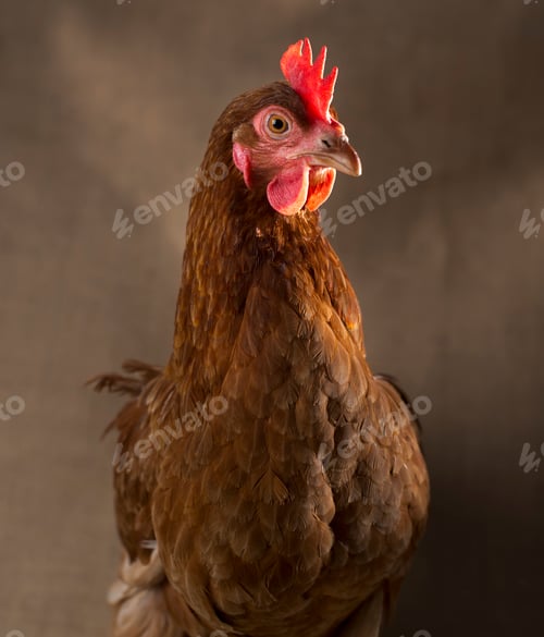 Preview: A chicken with brown feathers and a red coxcomb.
