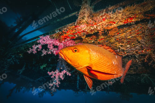 Preview: red bass close to a red coral under a pontoon in the great barrier reef