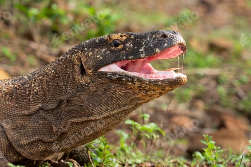 Preview: Komodo or Varanus komodoensis is an animal endemic to Indonesia.