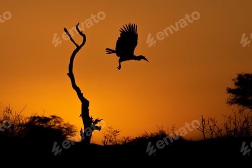 Preview: Silhouette of a Ground Hornbill, Bucorvus leadbeateri, at flight from a dead tree at sunset.