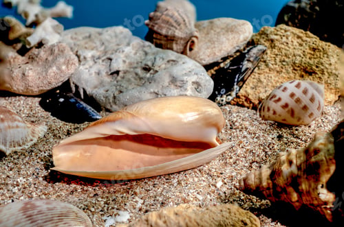 Preview: Ornate olive snail seashell underwater