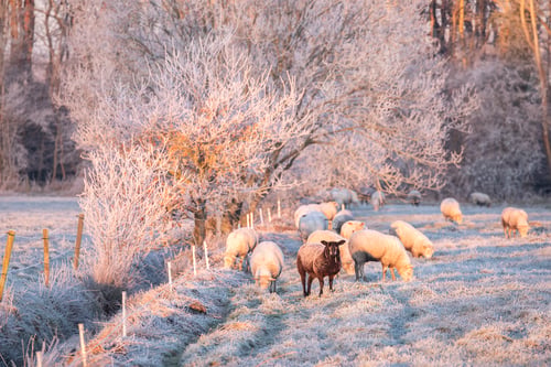 Preview: sheep grazing on snowy pasture