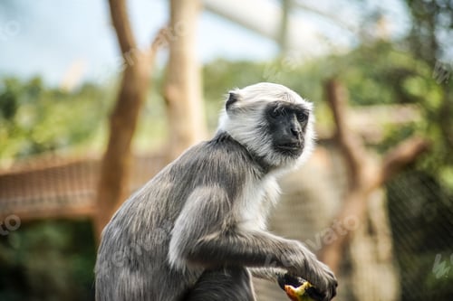 Preview: Langoor or Langur Monkey eating fruit in a zoo enclosure