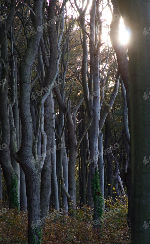 Preview: The sun's rays break through the tall tree trunks