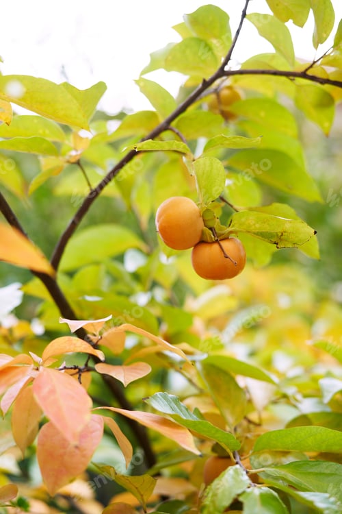 Preview: Ripe persimmon hangs on a branch among the green and yellow foliage of a tree