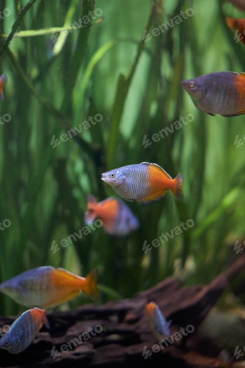 Preview: Beautiful golden fish swims in the aquarium