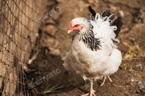 Preview: Chicken In A Coop On a Farm