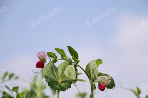 Preview: Green pea plant in full bloom, showing a green peas growing from the stem with lush green leaves