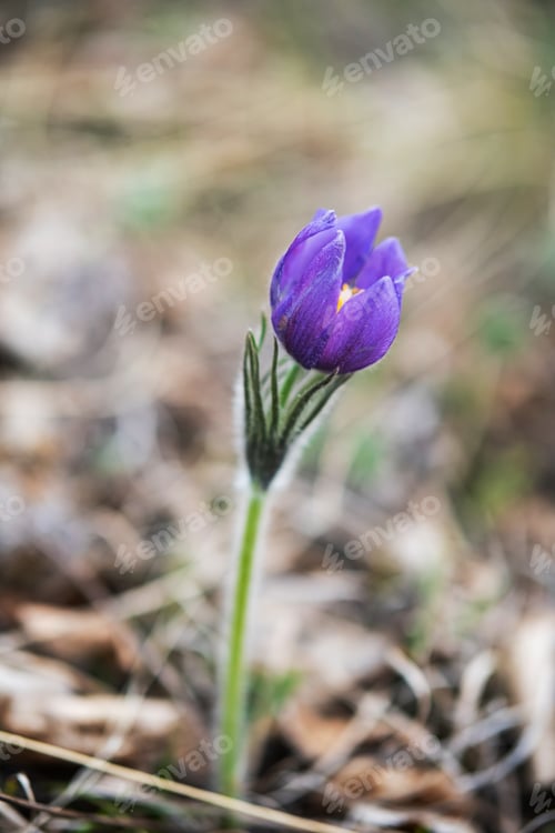 Preview: Pulsatilla Vulgaris One of First Wildflower Appearing in Spring.