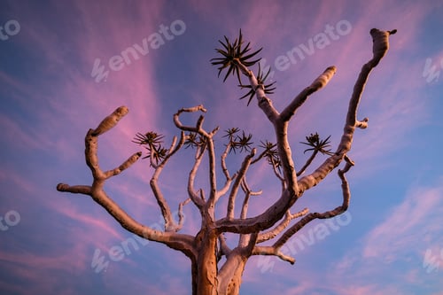 Preview: Scenic view of a quiver tree against a vibrant sunset sky in a desert landscape