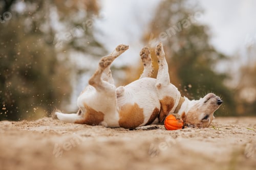 Visualização: Cachorro brincalhão rolando com abóbora ao ar livre