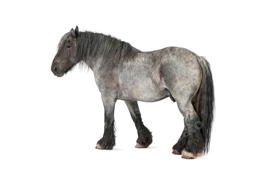 Preview: Ardennes draft horse standing in profile on white background